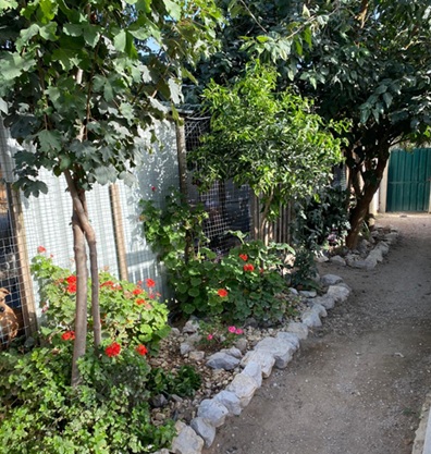 Verde Patas